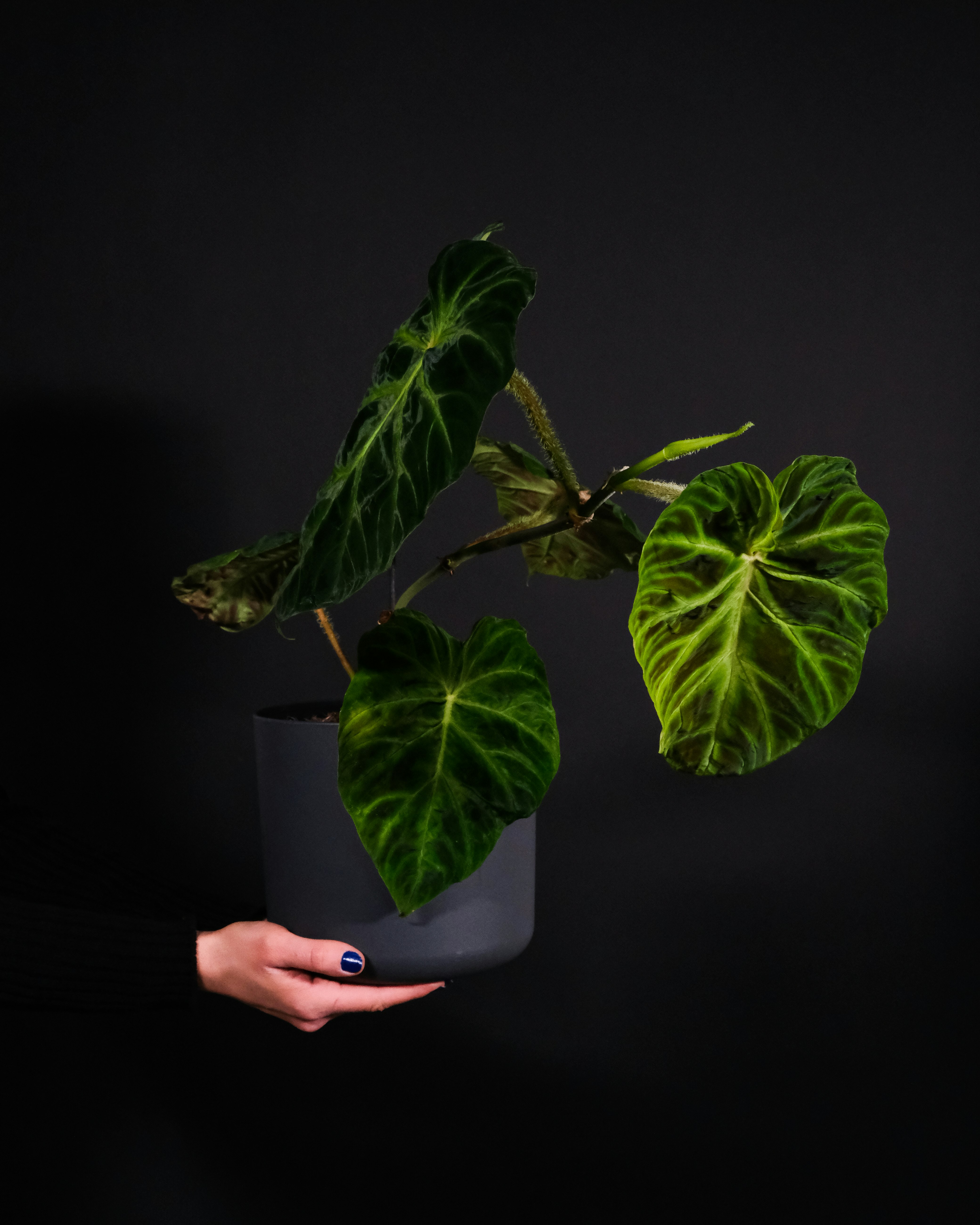 person holding green plant on white pot